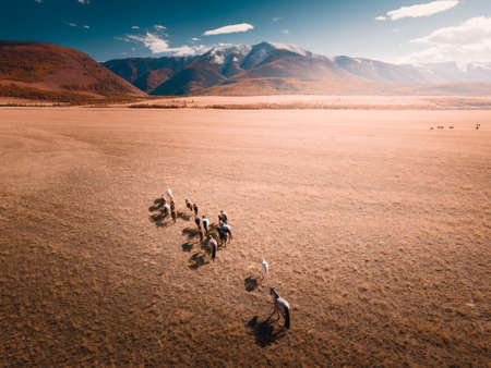 Horses running on the field in Altai mountains, Russia. Kurai steppe. Autumn landscape. Aerial drone viewの写真素材