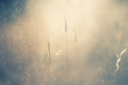Autumn grass during the rain on the forest meadow at sunset. Macro image, shallow depth of field. Abstract autumn nature background.の写真素材