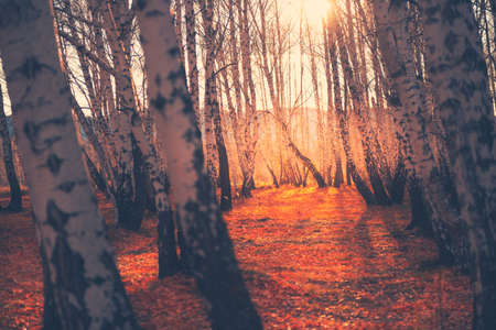 Autumn forest with fallen yellow leaves at sunset. Beautiful autumn landscape. Selective focus. South Ural, Russiaの写真素材