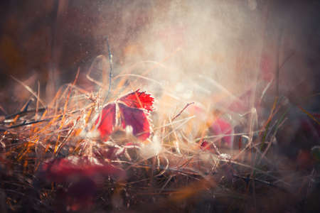 Autumn grass during the rain on the forest meadow at sunset. Raindrops fall on autumn leaves. Macro image. Beautiful autumn nature background.の写真素材