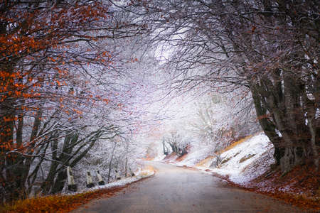 Road in the autumn forest after snowfall. Trees with yellow leaves and snow. Winter landscapeの写真素材