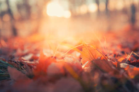 Red autumn leaves in a forest at sunset. Macro image, shallow depth of field. Beautiful autumn nature backgroundの写真素材
