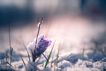 Violet crocus with snow in the morning sunlight. Early spring, first blooming snowdrop flowers. Macro image, selective focus.の写真素材