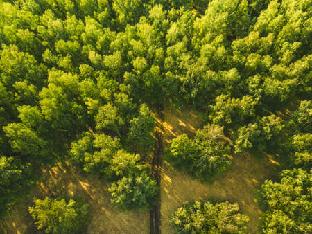 Green trees in the summer forest at sunset. road in the forest. Aerial drone view. beautiful summer landscape.の写真素材