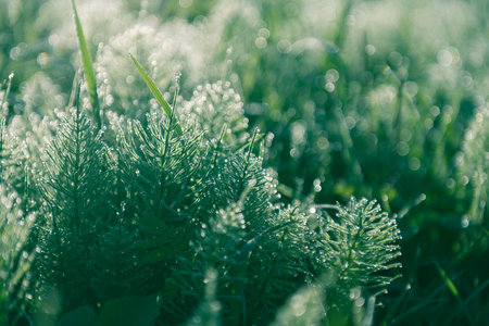 Wild green grass with morning dew at sunrise. Macro image, shallow depth of field. Abstract summer nature backgroundの写真素材