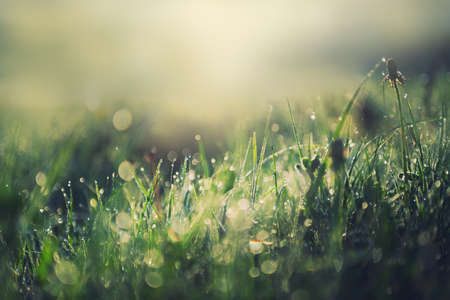 Wild green grass with morning dew at sunrise. Macro image, shallow depth of field. Abstract summer nature backgroundの写真素材
