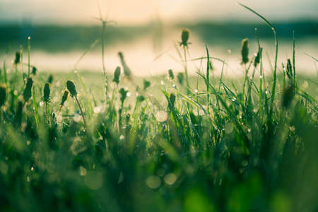 Wild green grass with morning dew at sunrise. Macro image, shallow depth of field. Abstract summer nature backgroundの写真素材