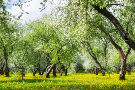 Blooming apple trees on the meadow with yellow dandelions. Apple blossoms against the blue sky in the orchard in spring. Beautiful nature background.の写真素材