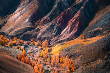 Yellow autumn trees and river in the mountain gorge at sunset. Autumn landscape in Altai, Siberia,...