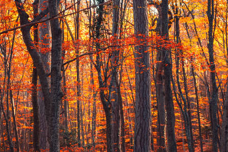 Trees with yellow leaves in autumn forest at sunset. Abstract autumn nature background. Selective focus.の写真素材