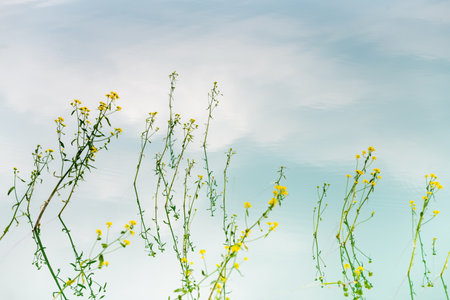 Wild yellow flowers grow in the water on the shore of lake. Plants and sky are reflected in the calm water surface. Selective focus. Abstract summer nature backgroundの写真素材
