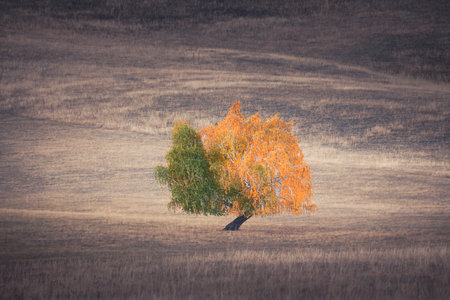 Autumn tree with yellow and green leaves on the hill with dry grass. Beautiful autumn landscape.の写真素材