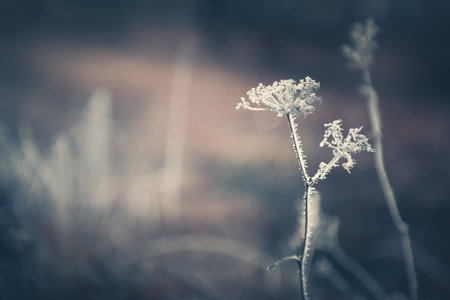 Frost-covered plants in autumn forest. Macro image, shallow depth of field. Winter nature backgroundの写真素材