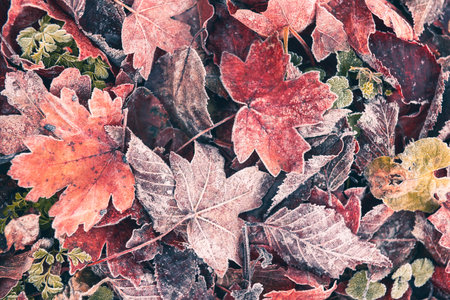 Frost-covered colorful autumn leaves in the forest. Abstract autumn nature background. Macro imageの写真素材