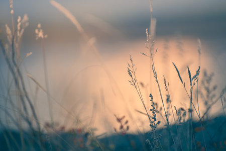 Dry autumn grass on the shore of the lake at sunset. Abstract nature background. Macro image, shalow depth of fieldの写真素材