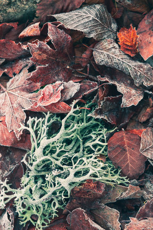 Frost-covered colorful autumn leaves in the forest. Abstract autumn nature background. Macro imageの写真素材