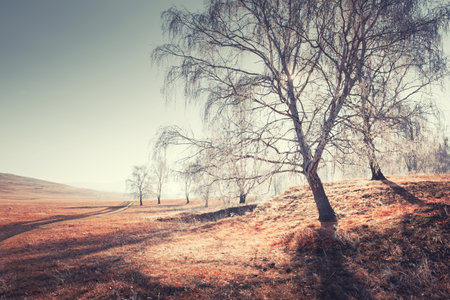 Frost-covered trees and grass in autumn mountains at foggy sunrise. Beautiful autumn landscape.の写真素材