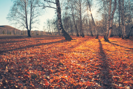 Autumn forest with fallen yellow leaves at sunset. Beautiful autumn landscape.の写真素材