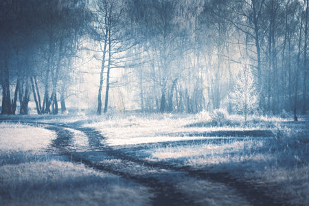 Road with frost-covered trees in winter forest at foggy sunrise. Beautiful winter nature backgroundの写真素材