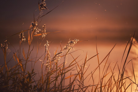 Reeds on the shore of the lake at sunset. Beautiful autumn landscape. Abstract nature background. Shalow depth of fieldの写真素材