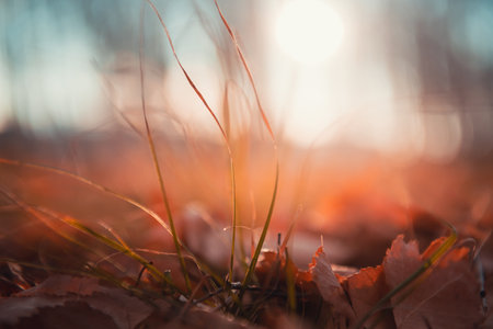 Yellow autumn leaves and grass in a forest at sunset. Macro image, shallow depth of field. Beautiful autumn nature backgroundの写真素材