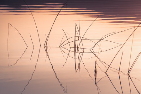 Reeds on the shore of the lake at sunset. Plants are reflected in the calm water surface. Autumn landscape. Abstract nature background.の写真素材