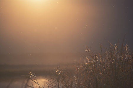 Reeds on the shore of the lake at sunset. Beautiful autumn landscape. Abstract nature background. Shalow depth of fieldの写真素材