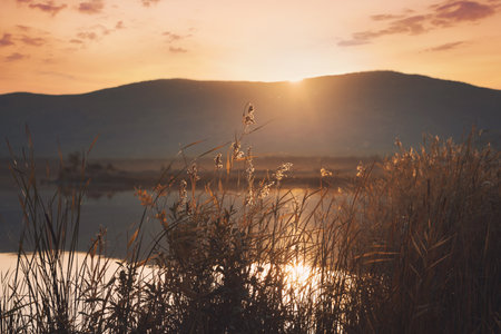 Reeds on the shore of the mountain lake at sunset. Beautiful autumn landscape. Abstract nature background.の写真素材