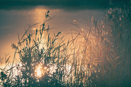 Reeds on the shore of the lake at sunset. Beautiful autumn landscape. Abstract nature background. Shalow depth of fieldの写真素材