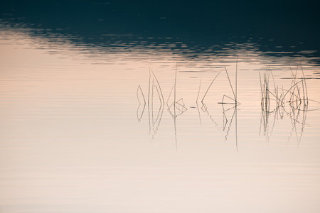 Reeds on the shore of the lake at sunset. Plants are reflected in the calm water surface. Autumn landscape. Abstract nature background.の写真素材