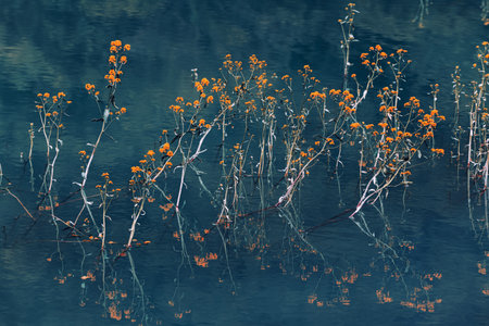 Wild yellow flowers grow in the lake and reflected in the calm water surface. Selective focus. Abstract nature backgroundの写真素材