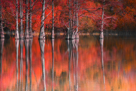 Beautiful lake with trees growing in the water. Autumn landscape. Swamp cypresses on Sukko lake in Anapa, Russia.の写真素材