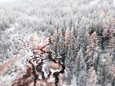 Snow-covered trees in autumn forest during snowfall. Altai mountains, Russia. Beautiful autumn and winter backgroundの写真素材