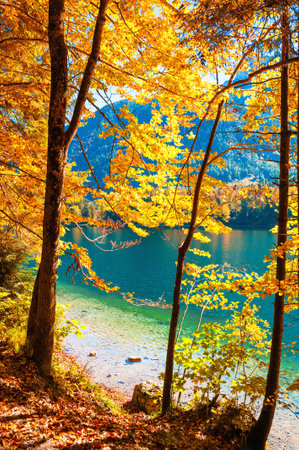 Yellow autumn trees on the shore of mountain lake. Alps, Austria. Beautiful autumn lanscapeの写真素材
