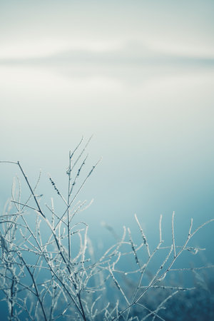 Frost-covered trees on the shore of lake in foggy morning. Macro image, shallow depth of field. Autumn nature backgroundの写真素材