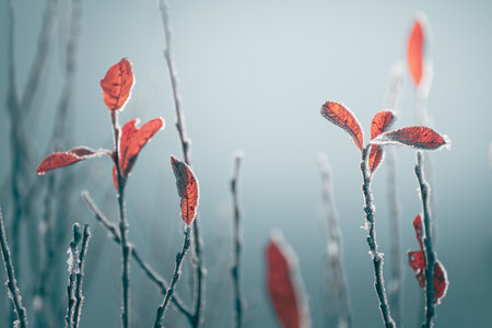 Frost-covered trees with red autumn leaves on the shore of lake. Macro image, shallow depth of field. Autumn nature backgroundの写真素材