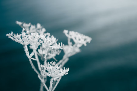 Frost-covered plants on the shore of lake. Macro image, shallow depth of field. Winter nature...