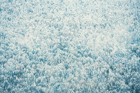 Snow-covered trees in winter forest in the mountains. Beautiful winter nature background