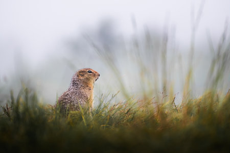 Gopher sits in the grass and looks into the distance. Wildlife of Kamchatka, Russia. Summer nature backgroundの写真素材