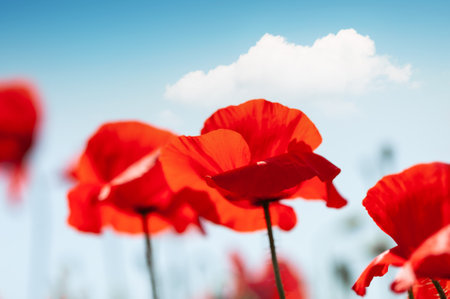 Red poppy flowers against the blue sky. Selective focus. Beautiful spring nature backgroundの写真素材