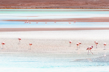 Pink flamingos in high-altitude lagoon in Altiplano, Bolivia. South America wildlife. Summer landscapeの写真素材