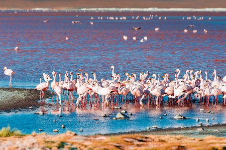 Pink flamingos in high-altitude lake Laguna Colorada in Altiplano, Bolivia. South America wildlife. Summer landscapeの写真素材