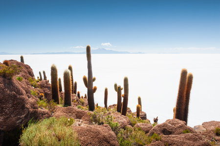 Big green cactuses on Incahuasi island, Salar de Uyuni salt flat, Altiplano, Bolivia. Landscapes of South Americaの写真素材
