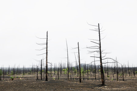 Dead forest with dry burnt trees in black lava fields. Tolbachik volcano area in Kamchatka, Russia. Summer landscapeの写真素材