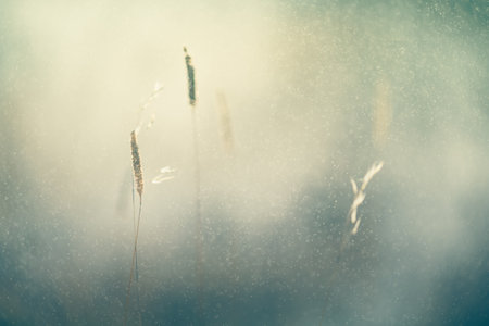 Wild grass during the rain on the forest meadow at sunset. Macro image, shallow depth of field. Abstract summer nature backgroundの写真素材