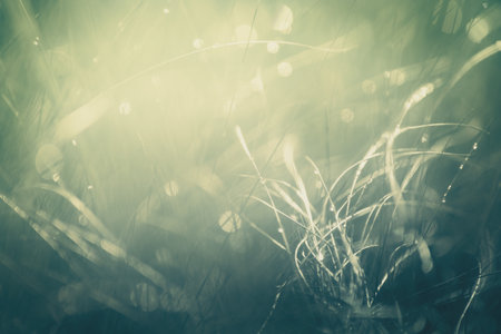 Wild green grass with morning dew at sunrise. Macro image, shallow depth of field. Abstract summer nature backgroundの写真素材