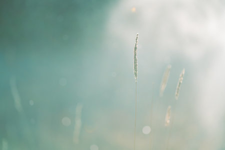 Wild grass in the forest meadow at sunset. Macro image, shallow depth of field. Abstract summer nature backgroundの写真素材