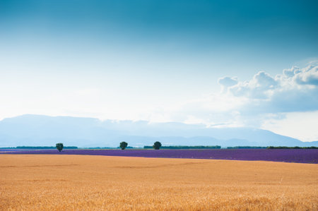 Wheat field and lavender field in Valensole, Provence, France. Beautiful summer landscape.の写真素材
