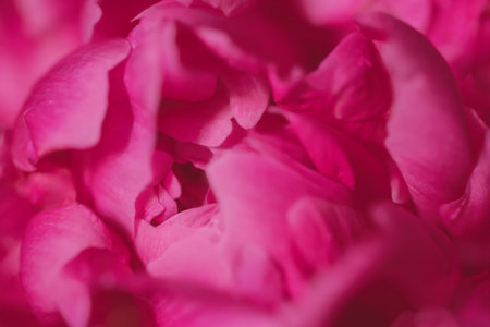 Blooming pink peony flower. Macro image. Beautiful flower peonies backgroundの写真素材