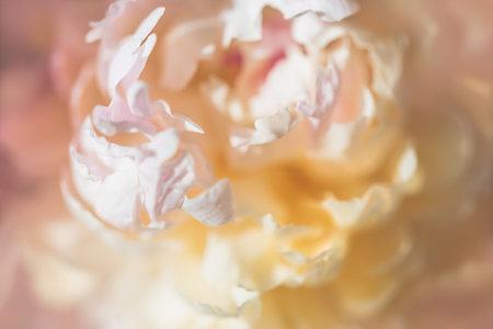 Blooming white peony flower. Macro image. Beautiful flower peonies backgroundの写真素材